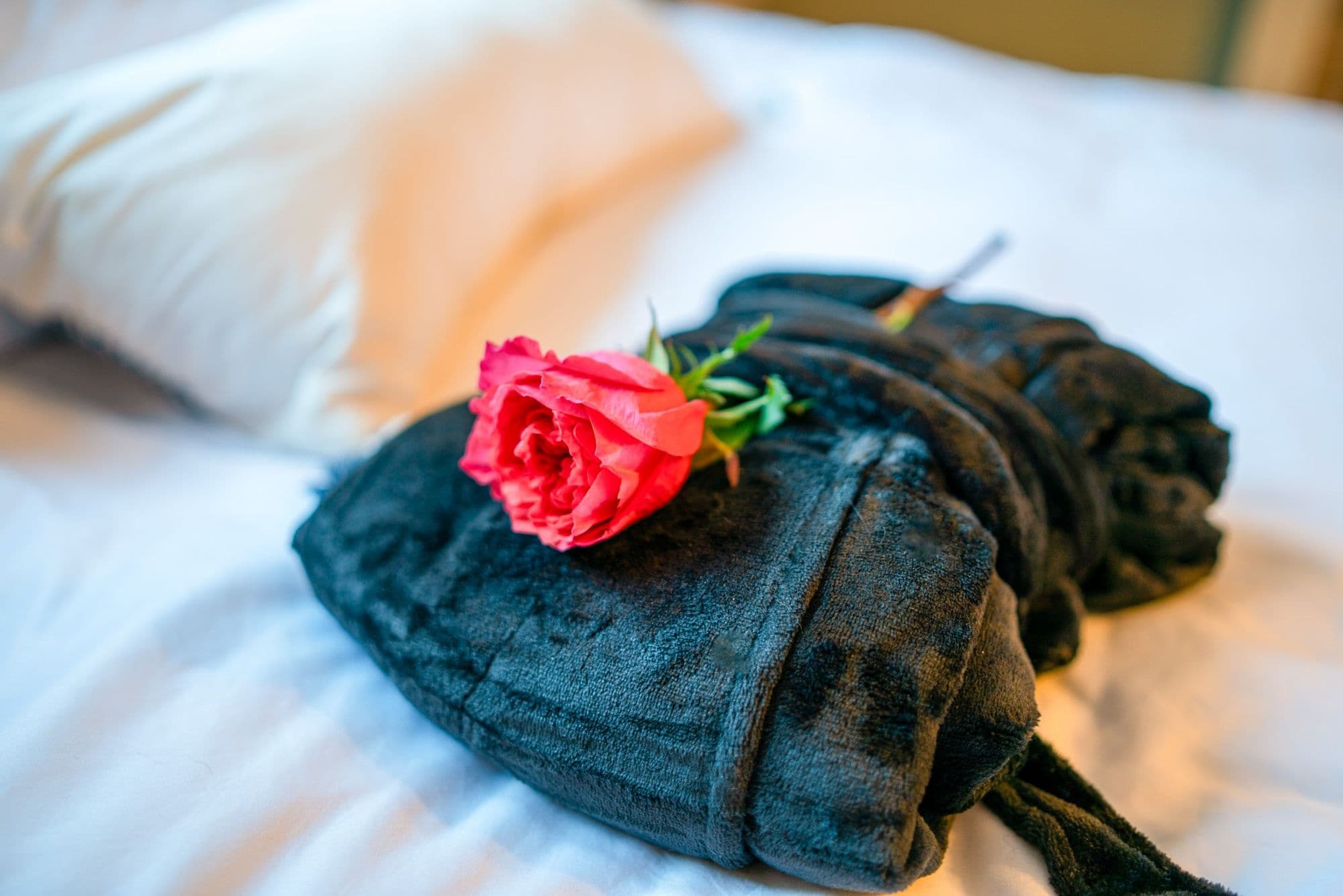 A fresh rose resting on a plush robe on the bed